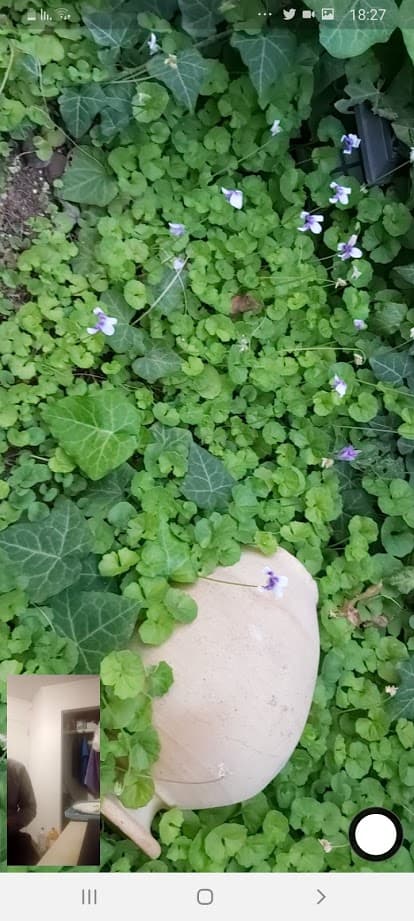 פרחים בגינה