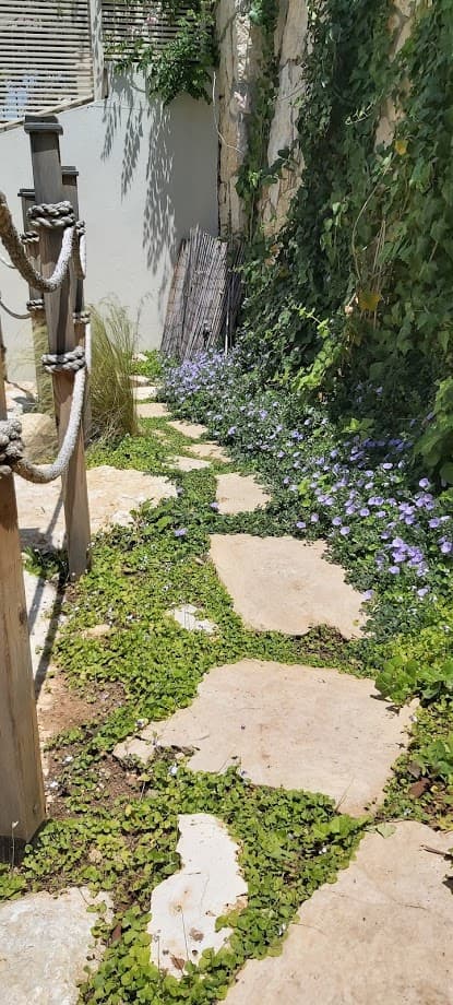 נוף ירוק בצופים